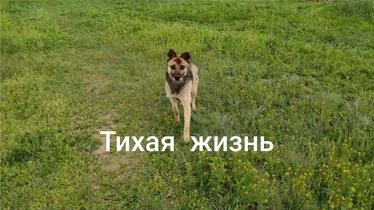 Летний день в селе 🌿 Тихая жизнь🌱. #daysinthelife​#lifestyle​#vlog