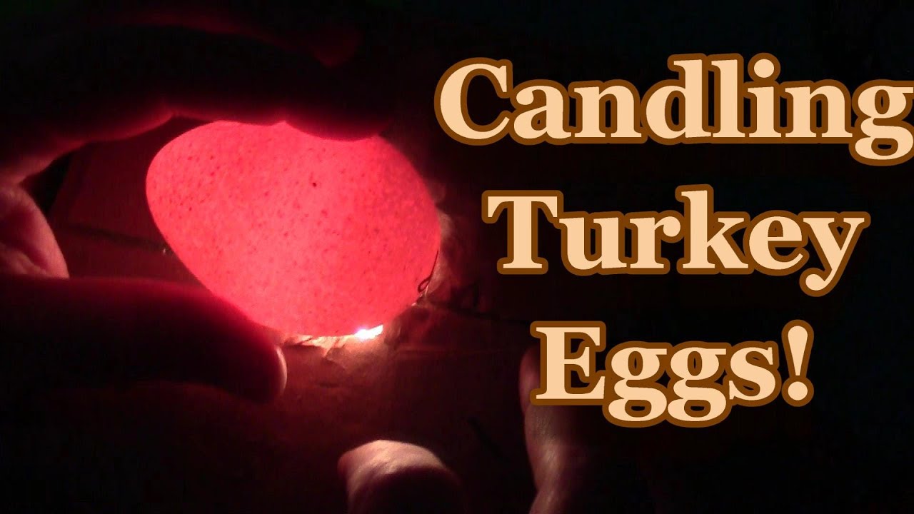 Candling The Turkey Eggs!