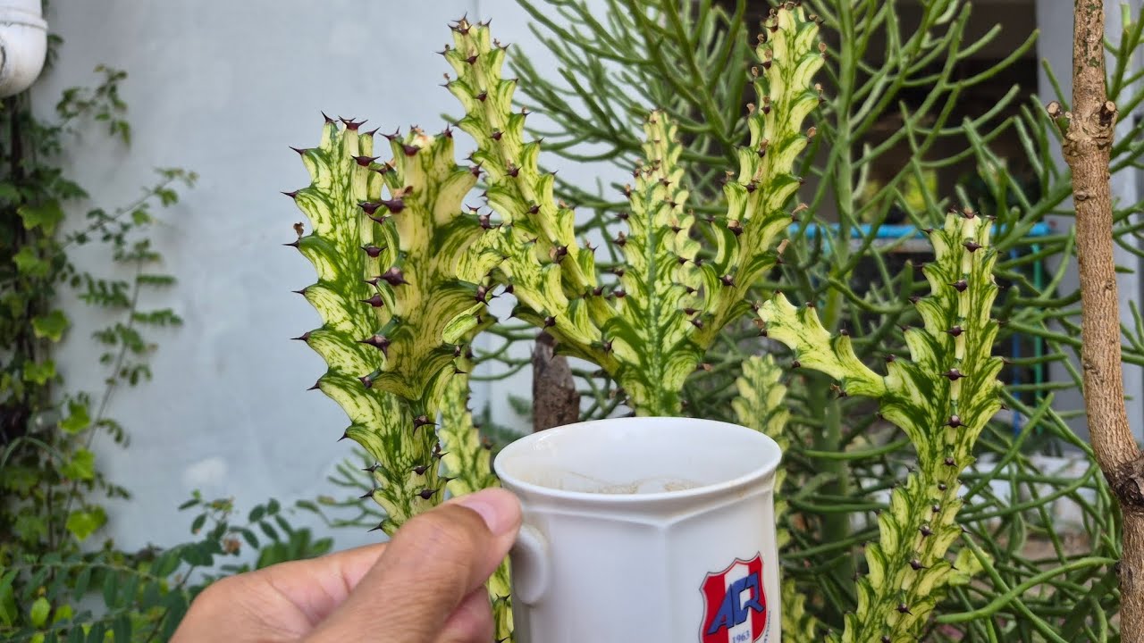 จิบกาแฟยามเช้าในสวน ชมไม้ประดับที่ทนแล้งทนฝน ทนหนาว ทนร้อนได้ดี