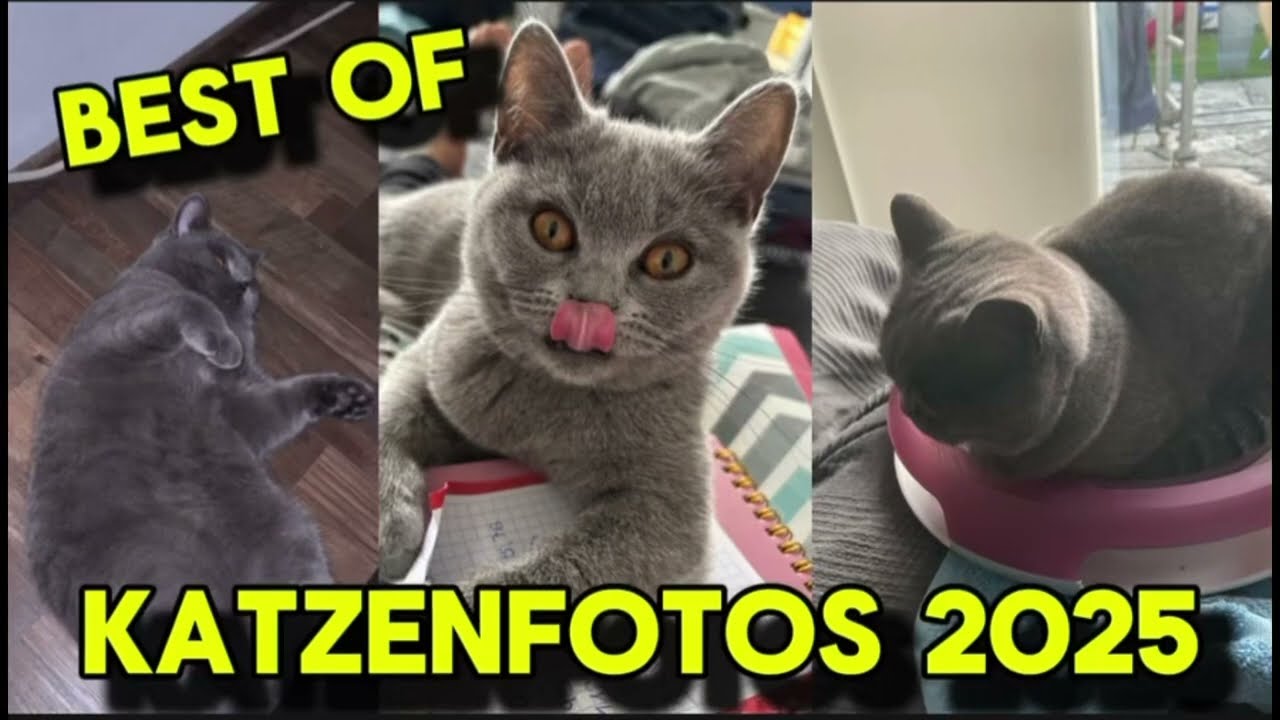 BEST OF KATZENFOTOS Von JACK und BEA! || @PINKERJACK 