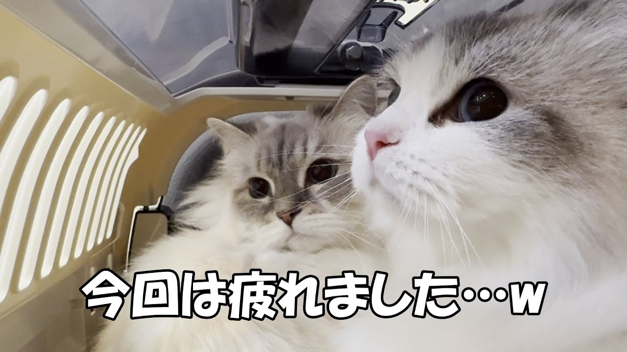 うちの猫たちを動物病院に連れて行くのにいろいろとあって、とても疲れました！