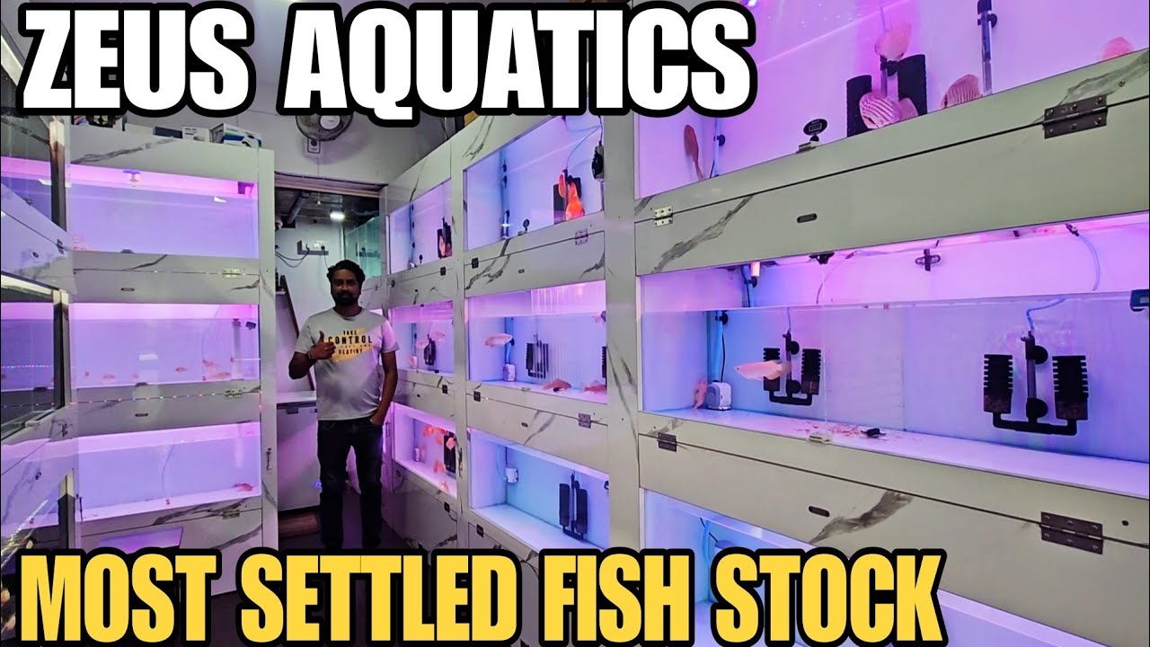 Red Head Tapajos Geophagus | Peacock Bass | Discus Fish | Goldfish | Arowana | At Zeus Aquatics