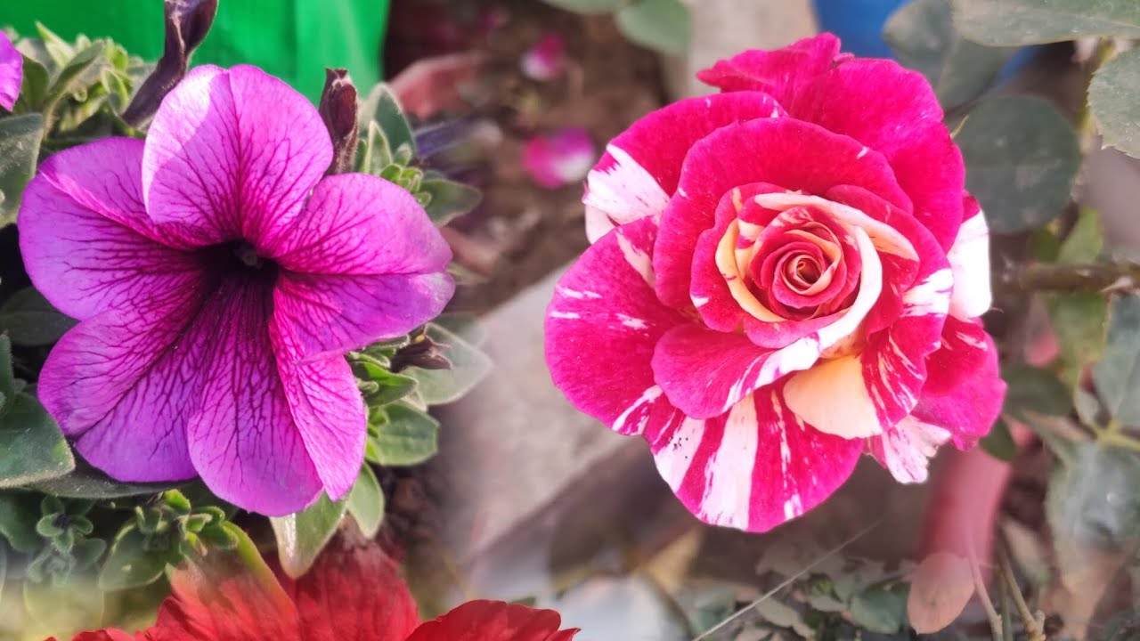 BEST WINTER FLOWERS
