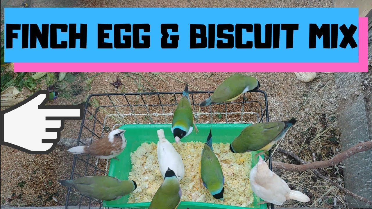 Egg & Biscuit Mix for Finches