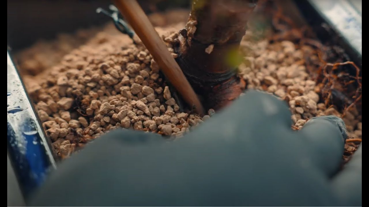 BONSAIGRANADA  - 🌳 TUTORIAL DE TRASPLANTE 🌳 CÓMO TRASPLANTAR TU BONSÁI