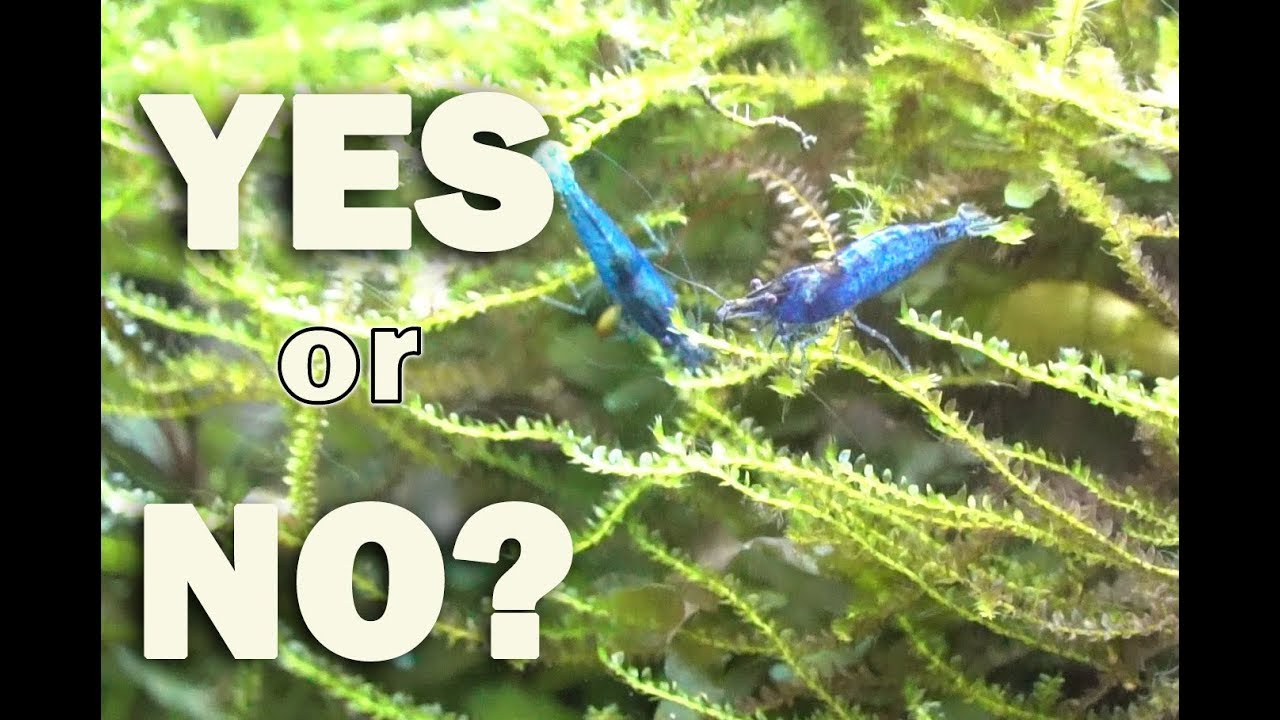 Can you keep Shrimp with  a Betta?