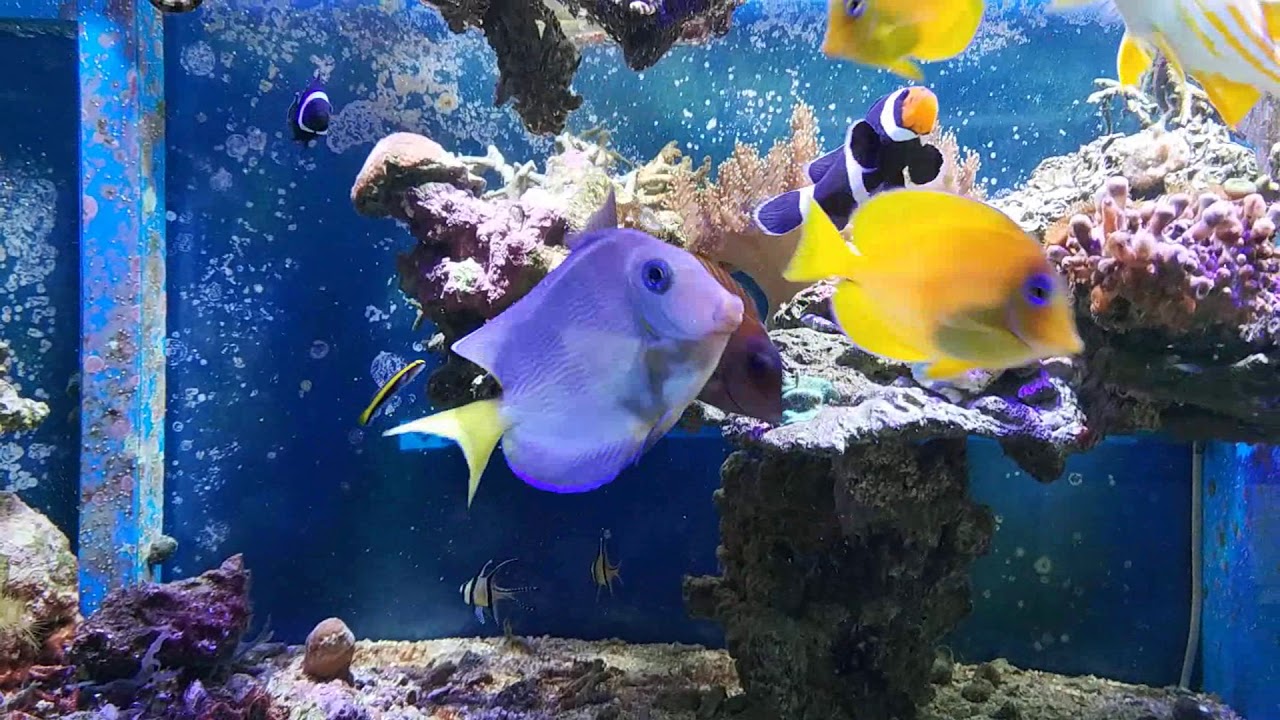 Como Soltar Peixes Novos: Soltando o Novo Acanthurus coeruleus - Aquashow - Parte 142