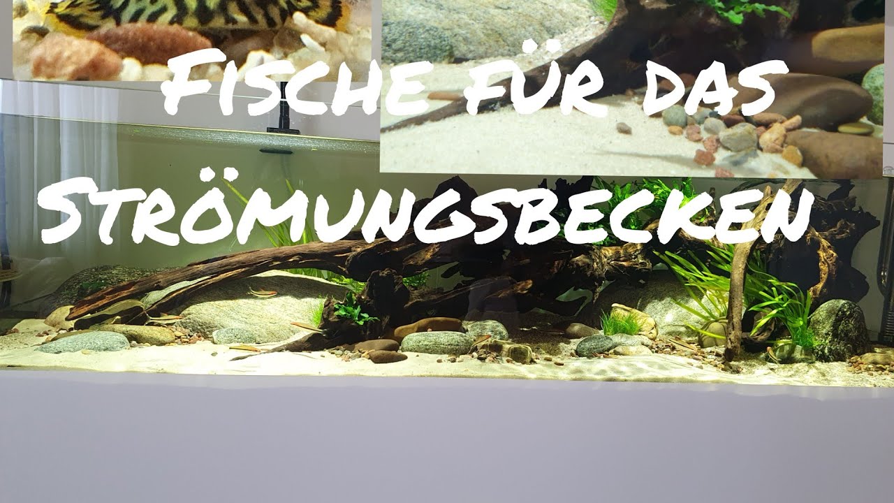 Fische für das Strömungsbecken