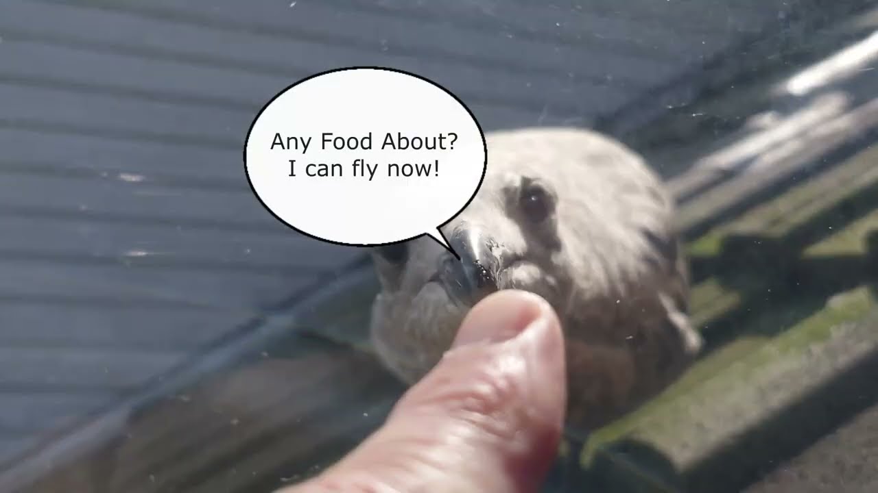 Baby Gull Knocks on my window and Hungry Seagulls | Seagull TV EP 14 #seagull #birds #seagulls