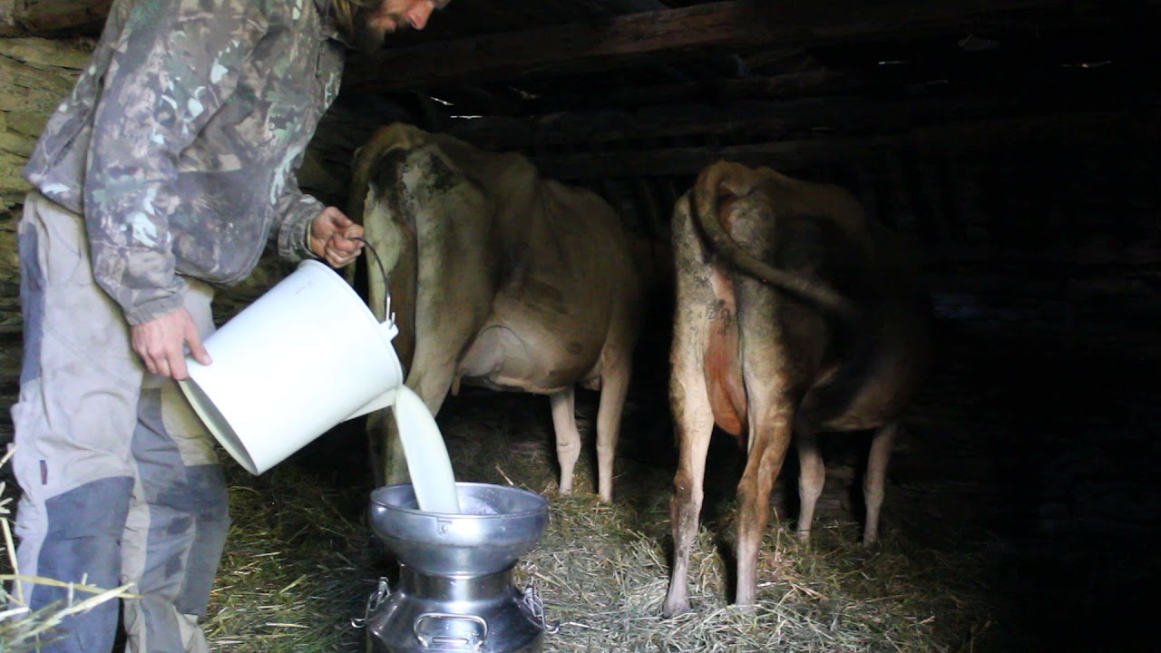 Traite Olympe, primipare jersiaise