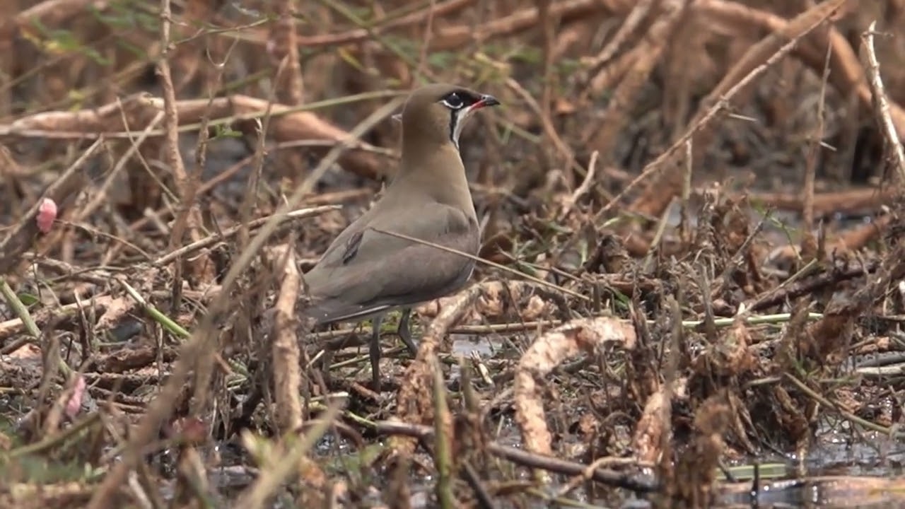 Oriental Pratincole and plovers. Birding in Singapore-Marina East Park. Gardens by the bay.