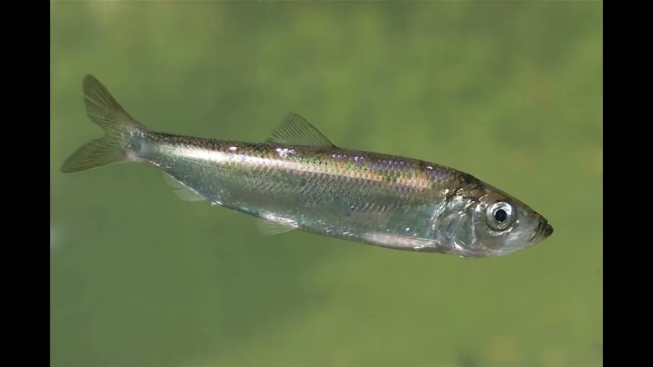 Eesti kalad