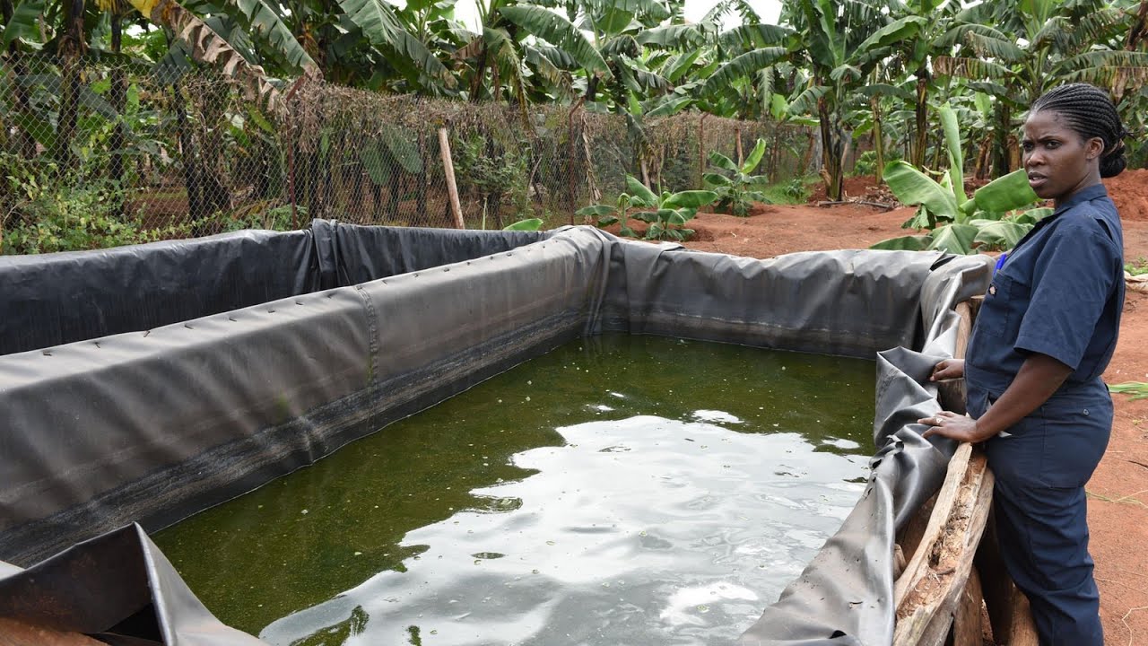 Start  Fish Farming Agribusiness - Farming The Future
