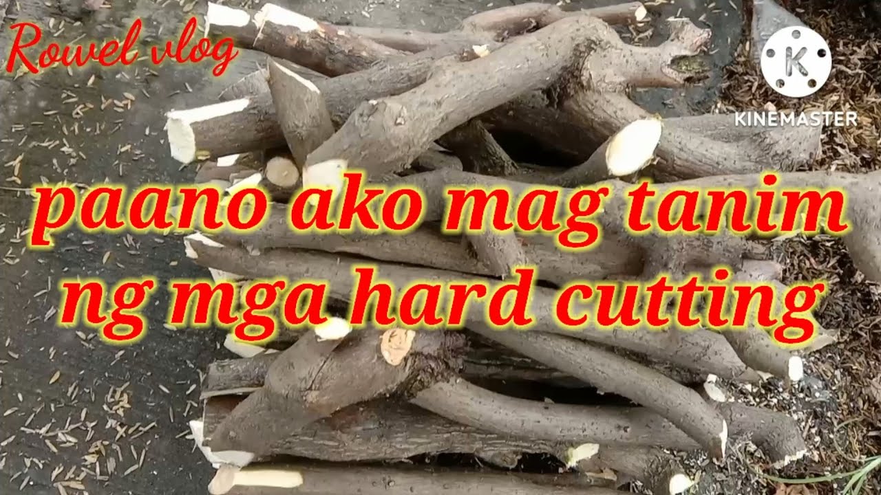 paano ako magtanim ng mga hard cutting ng bougainvillea #Rowelvlog#hardcutting