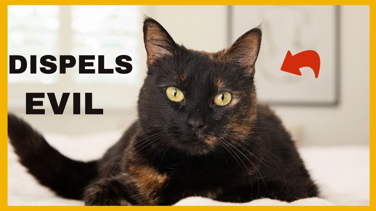 The Mystical World of Tortoiseshell Cats