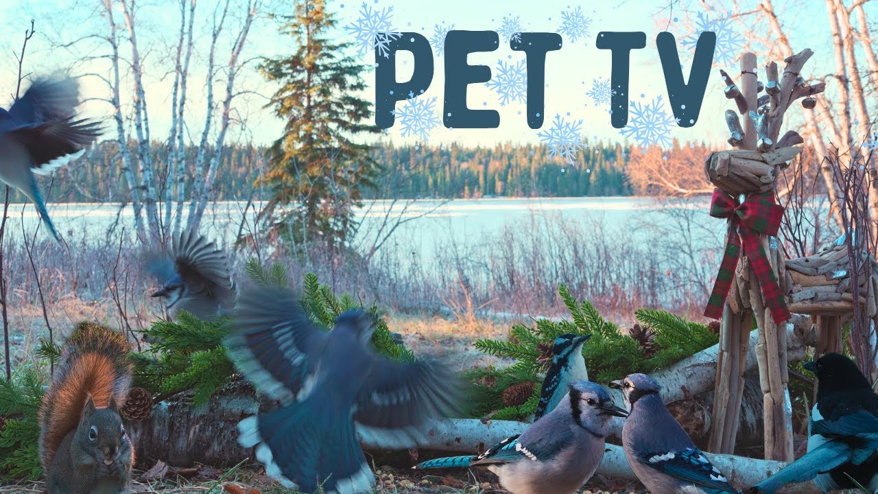 Flurries of Birds 🐿️ 8 Hours of Relaxing Nature - Cat TV • Dog TV