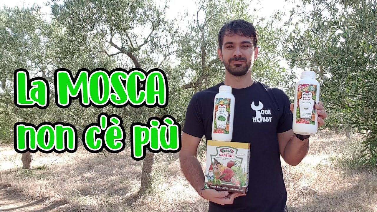 TRATTAMENTO MOSCA OLIVO - AGRICOLTURA BIOLOGICA