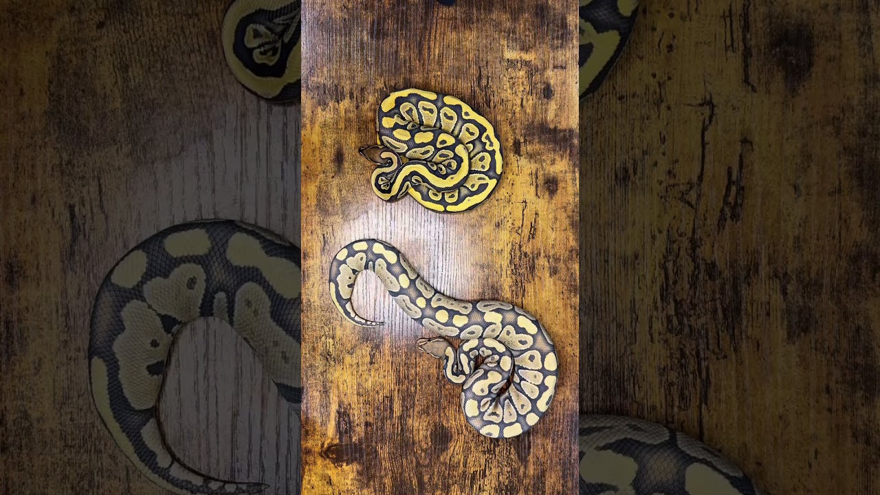 Ball Python Morph Quality Comparison #ballpython #reptiles #ballpythonbreeding #python #snake