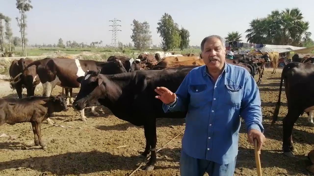 مكونات عليقه الحيوانات الحلابه وطريقه التغذية السليمه من حيث نوع  الاكل والكميه وما يحتاجه الحيوان