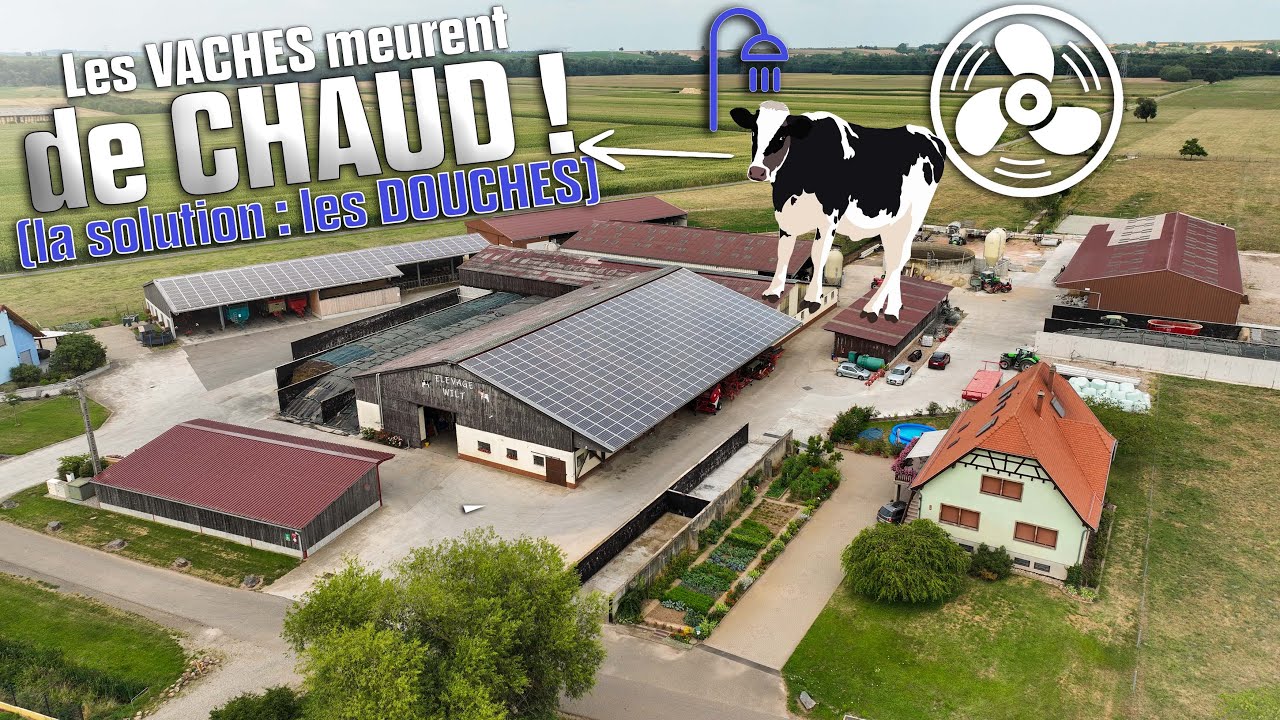 🐄💦 Les VACHES se DOUCHENT pendant la CANICULE dans cette MAGNIFIQUE FERME : élevage WILT ! 🤩