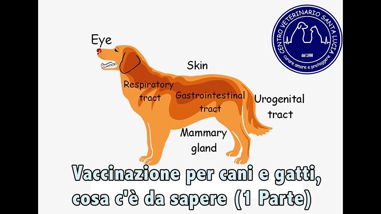 63 - Vaccinazione per cani e gatti, cosa c'è da sapere (1 Parte)