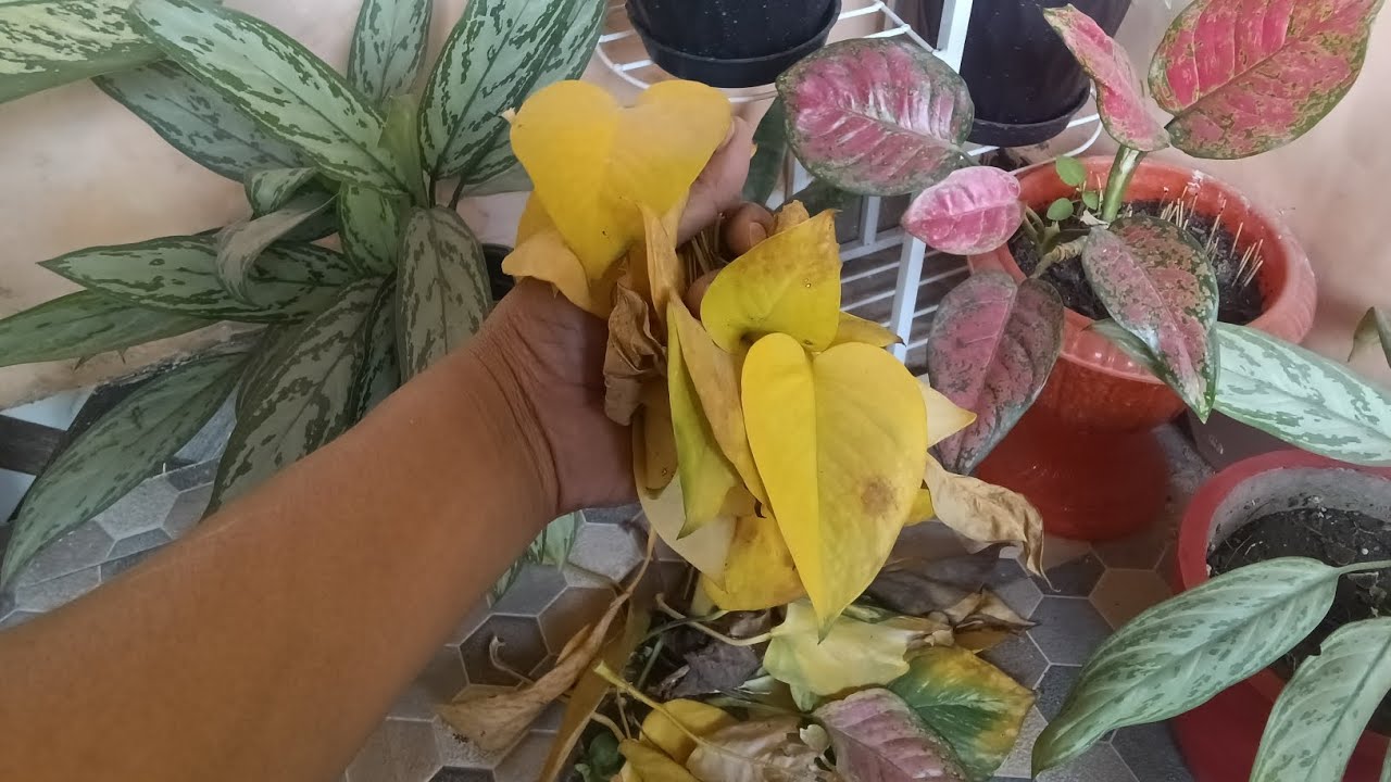 How to take care of plants indoor.