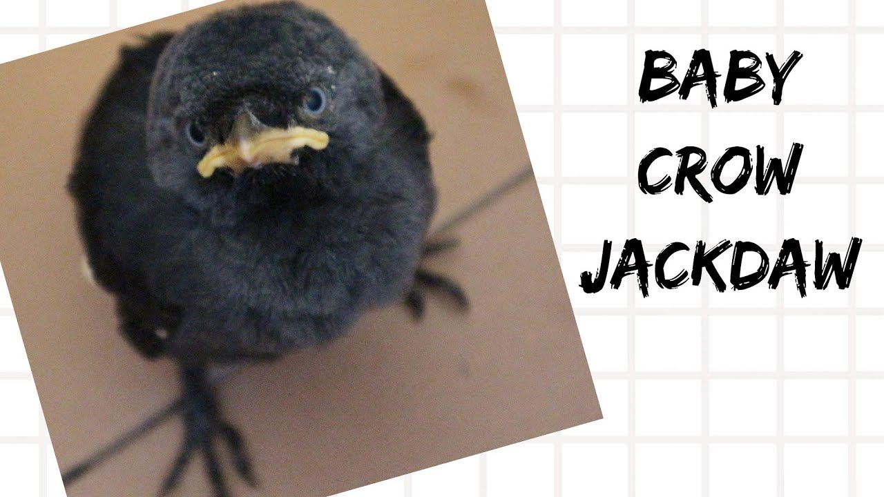 Baby Crow (Jackdaw).