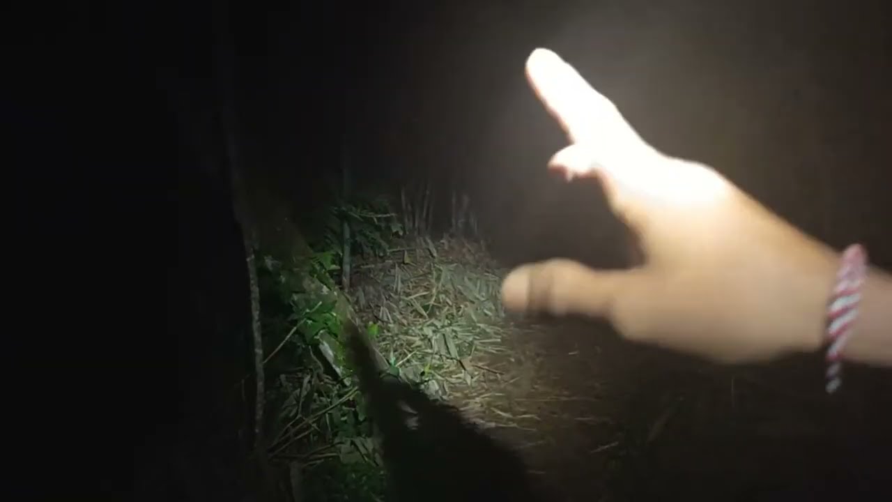 Si merah dan si hitam hadir