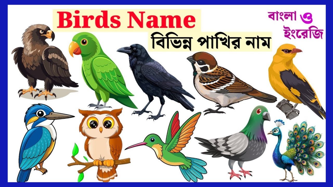 Birds Name | learn 60 Birds Name with Images | Birds Vocabulary for Kids @Shahanazkidsschool