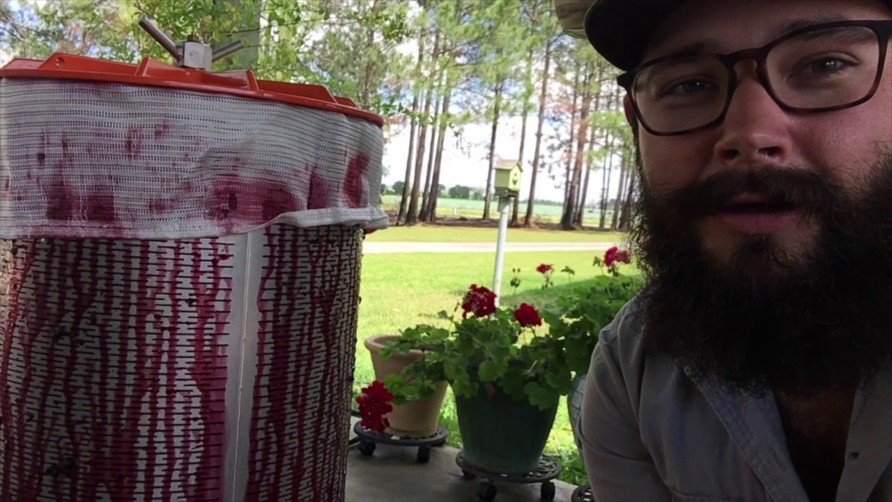 Pressing Mulberries for Wine!!!