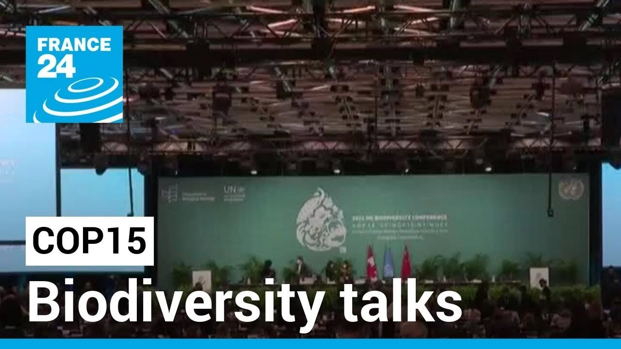 COP15 in Montreal: Biodiversity talks in final days with many issues pending &bull; FRANCE 24 English