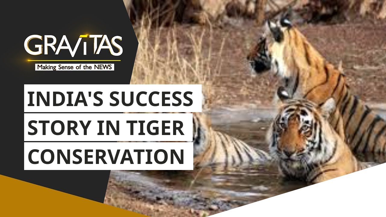 Gravitas: India's success story in Tiger conservation