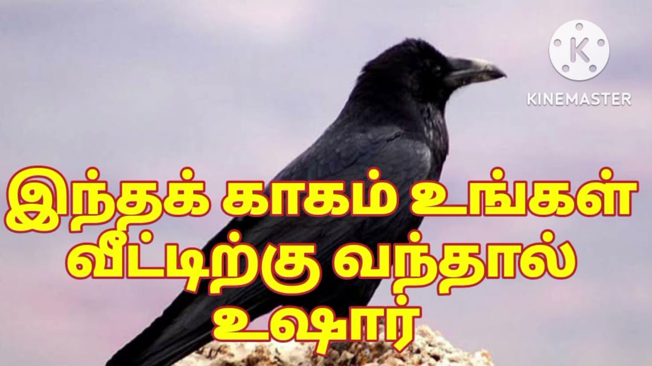 காகம் உங்கள் வீட்டிற்கு வந்தால் உஷார்@Aathi Tamizhachi