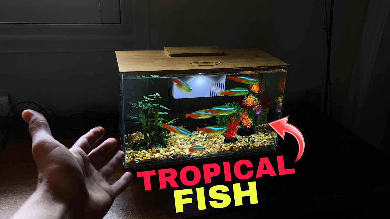 $100 OR LESS NIGHT STAND AQUARIUM CHALLENGE WITH LIVE FISH!