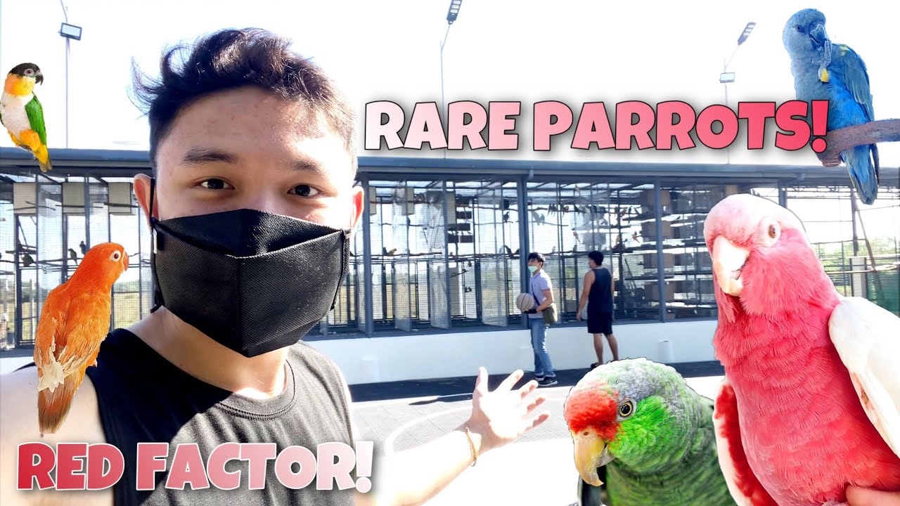 AVIARY TOUR! SOBRANG MAHAL NG MGA ALAGA! 🤩