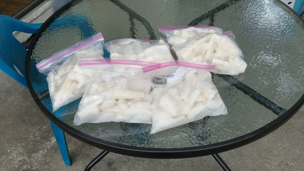 How To grow Cassava/ Yuca Root In Florida