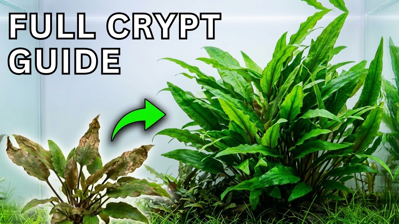 FULL Cryptocoryne Plant Care Guide: Tips, Tricks and More. STOP Crypt melt and keep them healthy!
