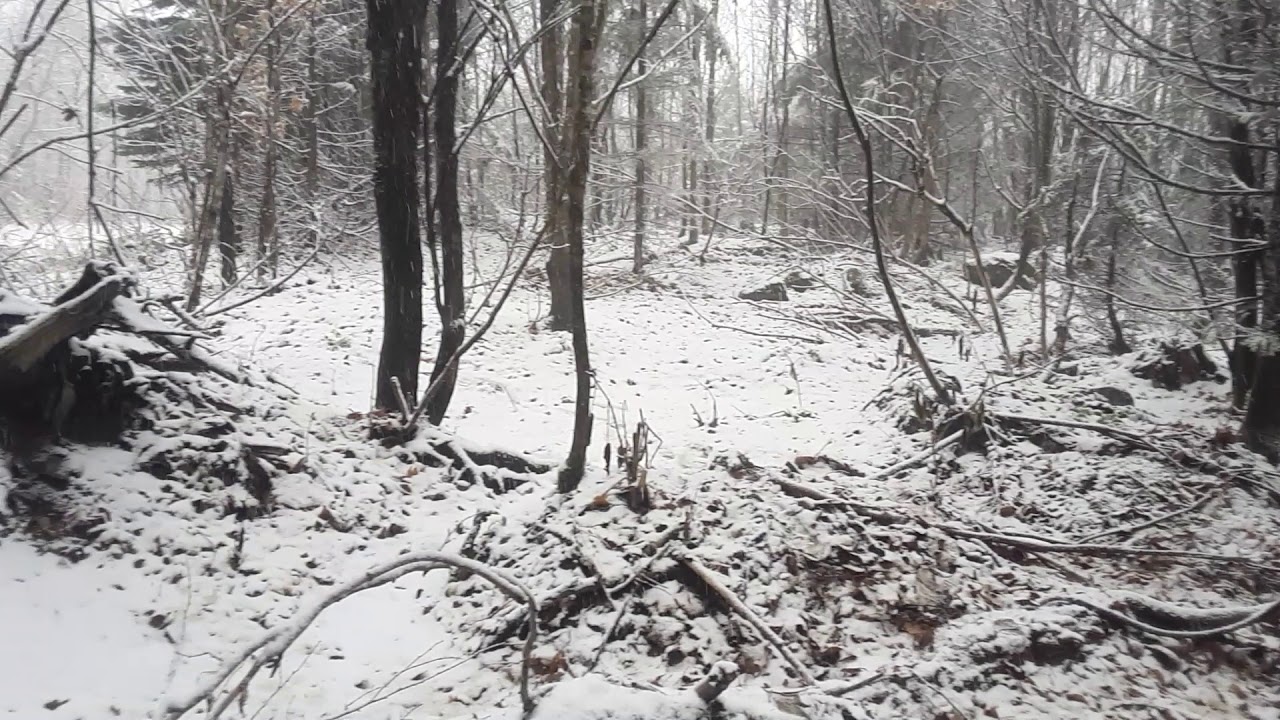 Marten and Fisher Trapping, First Check 2018