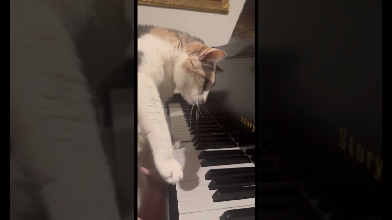 Isn’t my cat such a natural? #cat #comedy #cute #catpiano #cutecat #kitty #catlaughs #piano #music