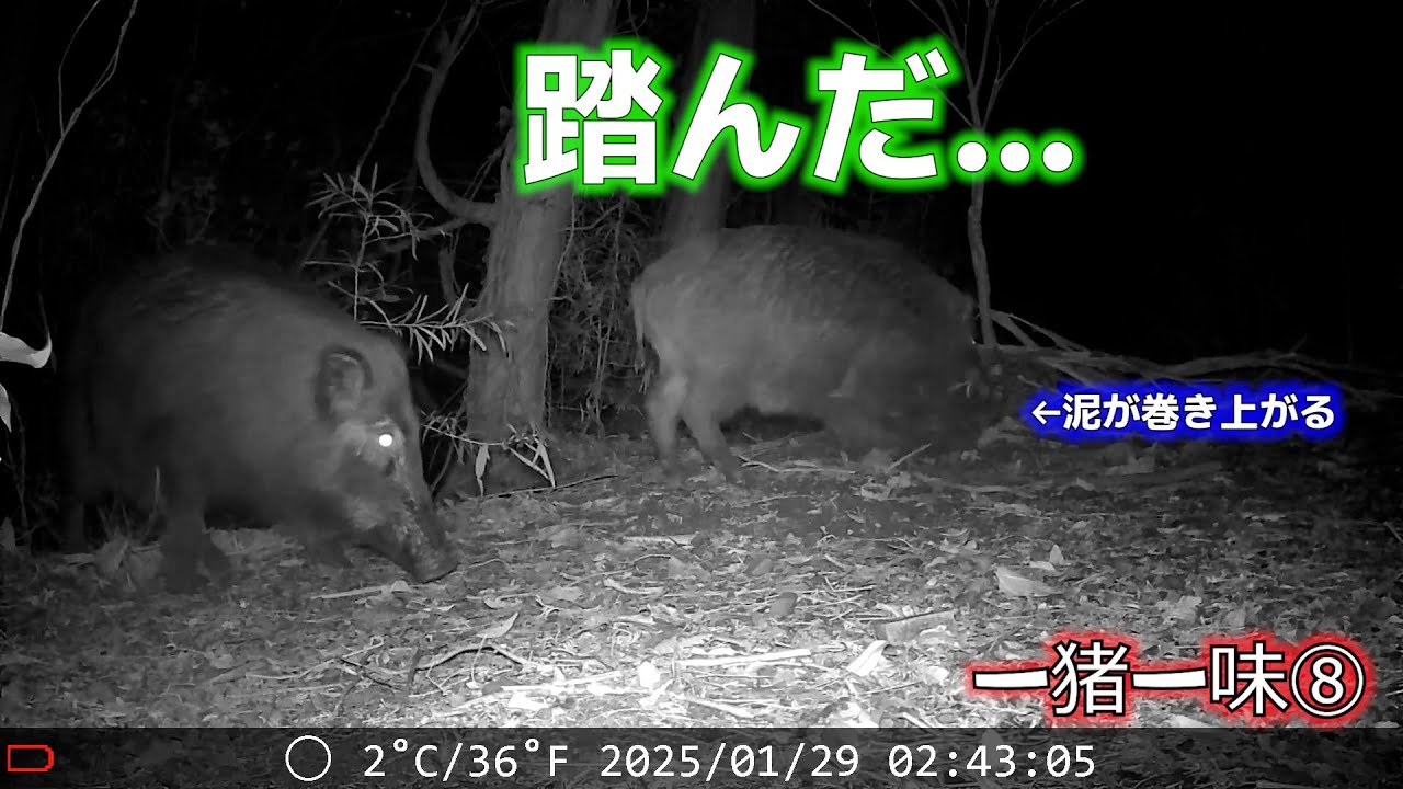 デカ猪がやっと足ワナを踏んでくれました。集魚剤はききますね。