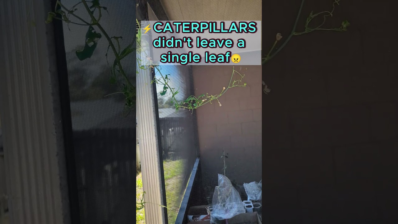 😥My passionflower plant is DECIMATED by caterpillars. Did it survive? #passionfruit #caterpillars
