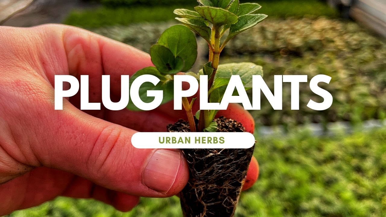Growing from plug plants?  What are plug plants?  It's time to talk about plug plants.
