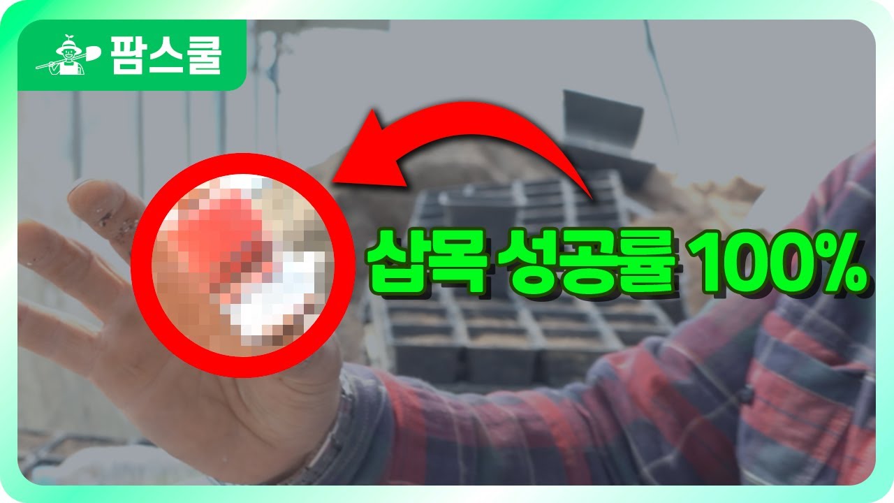 삽목! 이것만 있으면 어렵지 않습니다 ㅣ 나무 번식 방법 ㅣ 성공률 높은 삽목 방법