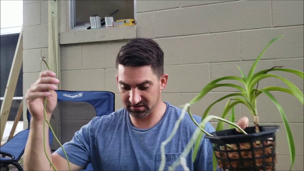 Potting a Vanda Orchid  Possible fusarium disease??