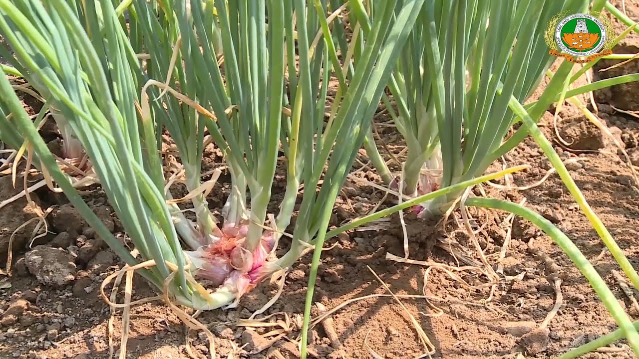 IPM in Onion  vengayathil puchi katupadu