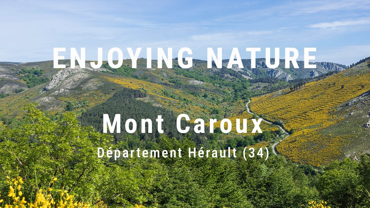 Mont Caroux - Hérault (34) A beautiful walk between the broom in full bloom.