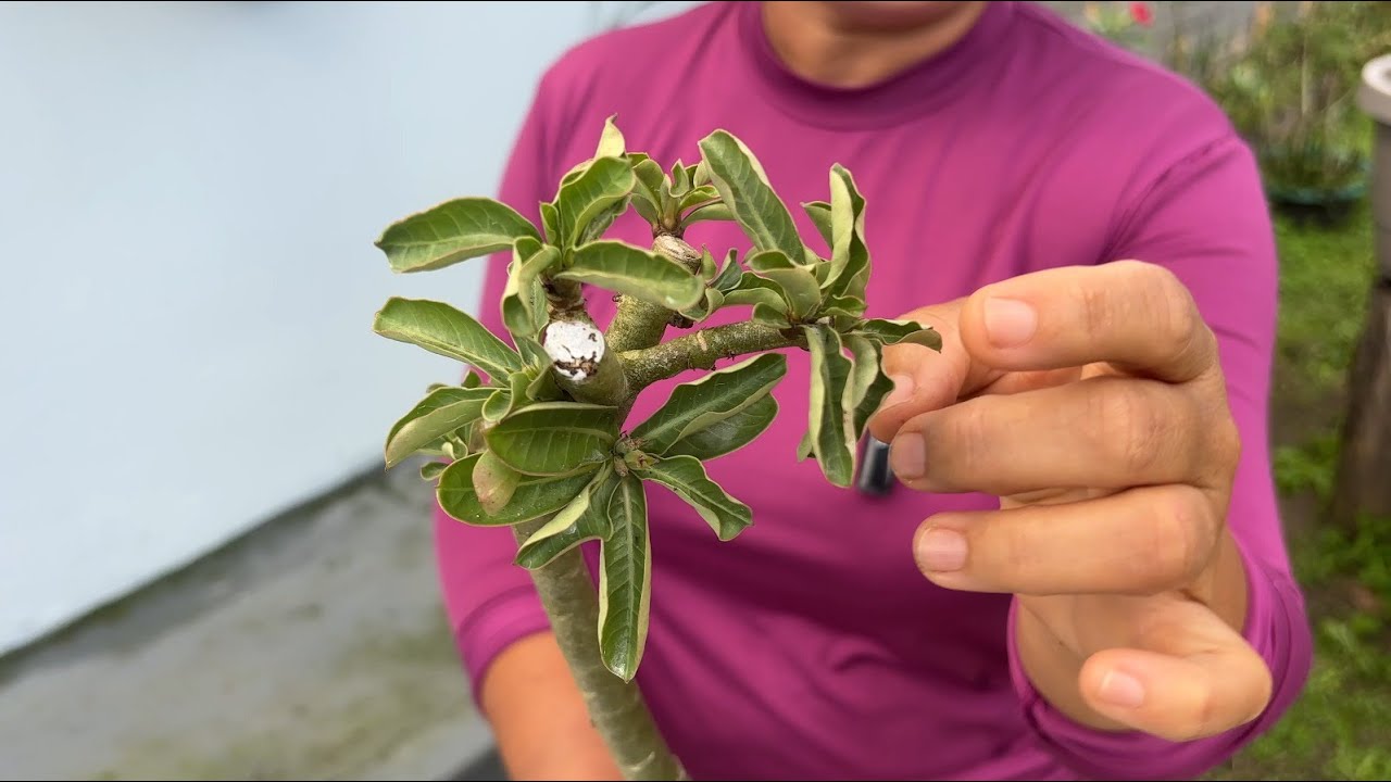 3 FATORES QUE NÃO DEIXAM SUA ROSA DO DESERTO DESENVOLVER E FLORESCER