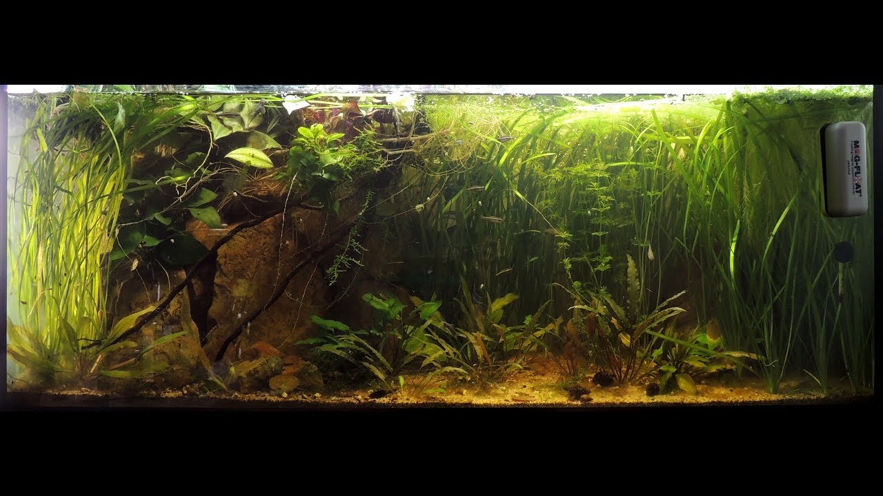 Débranchez vos filtres! Aquarium naturel/low tech: Quoi?Comment?Résultats après 8 mois!