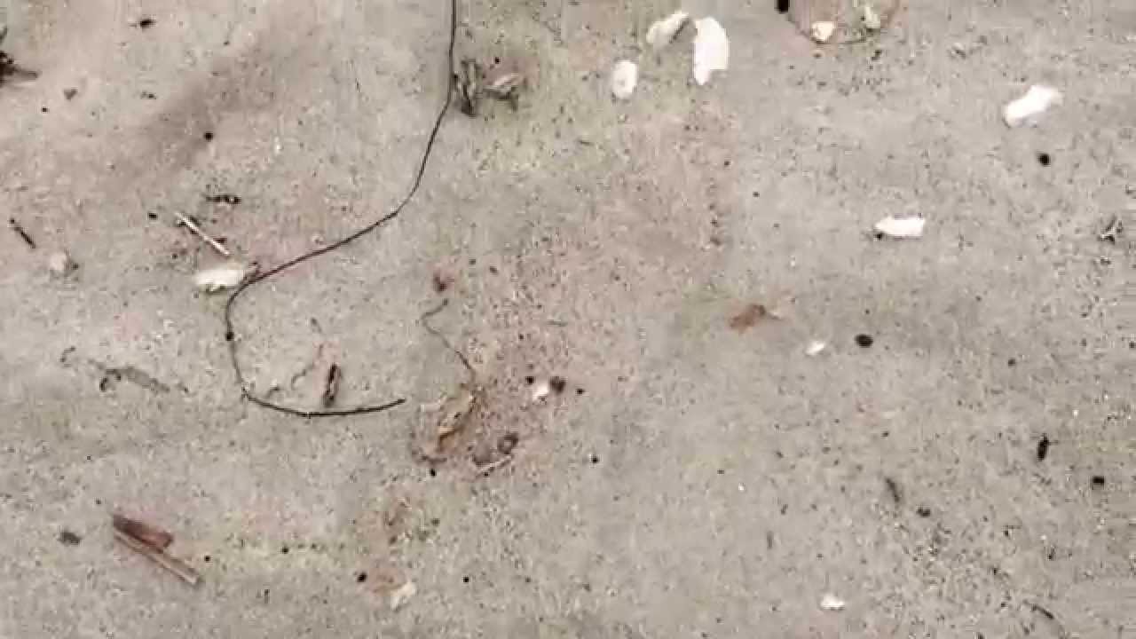 Ormond Beach Arnold Road site with very little tar at the wrack line