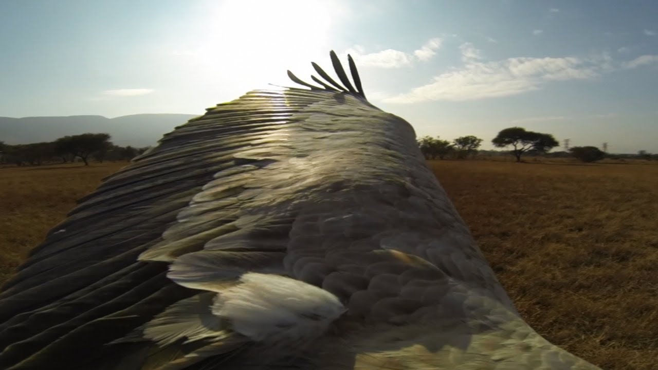 GoPro: The Cape Griffons